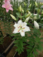 [5623 VH53 No01.JPG]